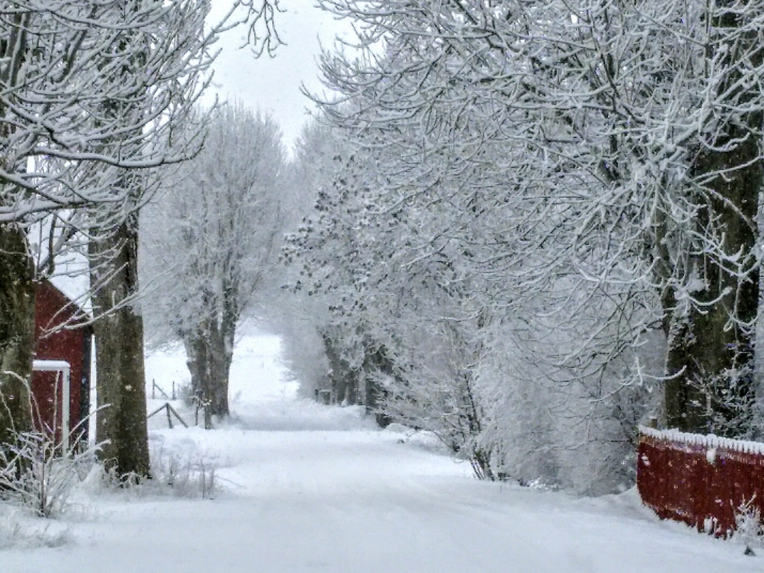 Snötäckt väg kantad av träd, byggnad och rött staket.