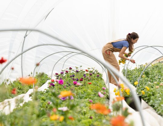 Kvinna som arbetar i ett tunnelväxthus fullt med färgglada blommor.